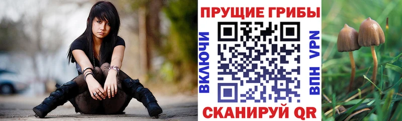 Купить  Дубовка  Галлюциногенные грибы мицелий 
